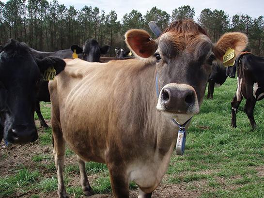 A photo of a dairy cow.
